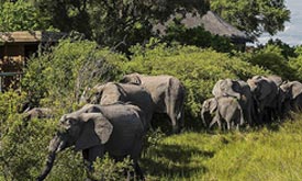 Botswana Safaris